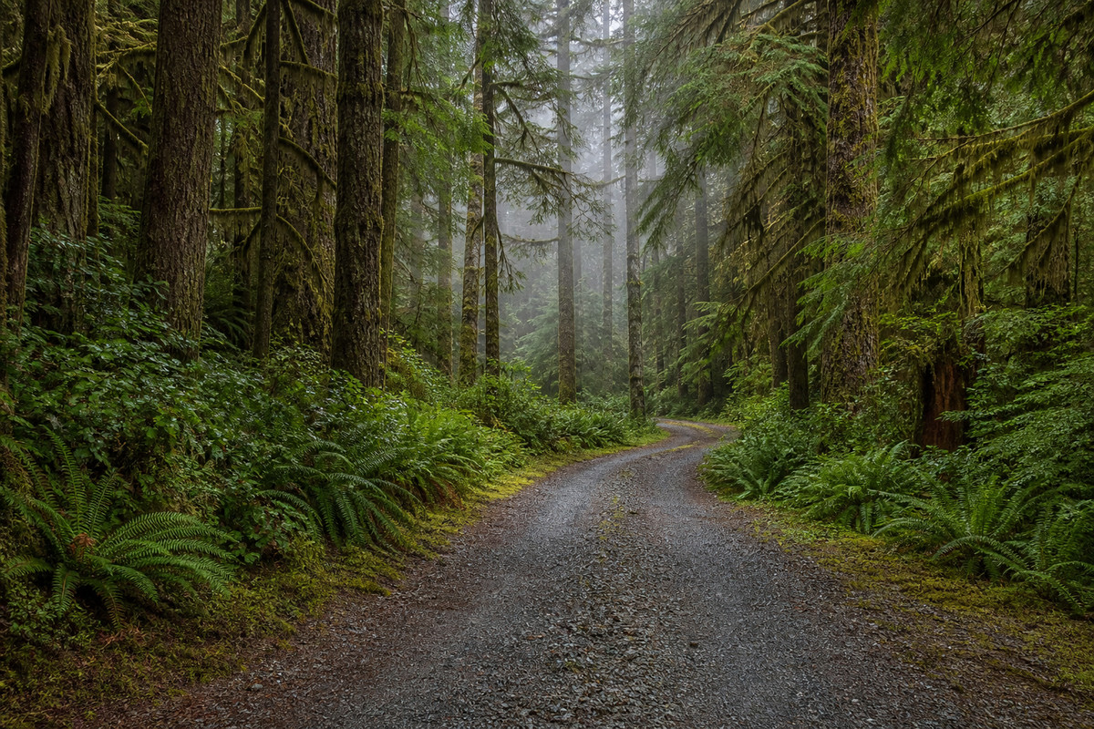 A gravel driveway curving through dense mossy coastal evergreen forest on the Olympic Peninsula with fog sitting low in the trees